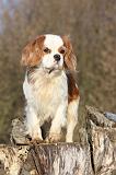 CAVALIER KING CHARLES 361